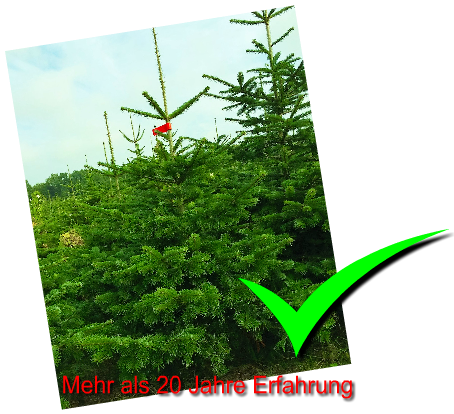 Weihnachtsbäume kaufen vom Weihnachtsbaum Produzent