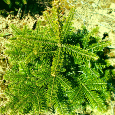 Eigene Weihnachtsbaum Produktion: Weihnachtsbaum Jungpflanzen kaufen
