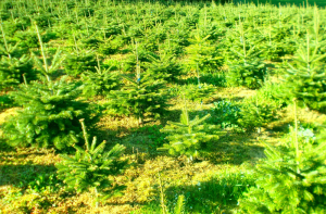 Der Weihnachtsbaum Hersteller: Weihnachtsbäume Verkaufen ab Feld