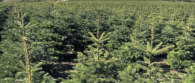 Weihnachtsbäume kaufen beim Erzeuger: Björn Lau präsentiert seine besten Weihnachtsbaum Plantagen online