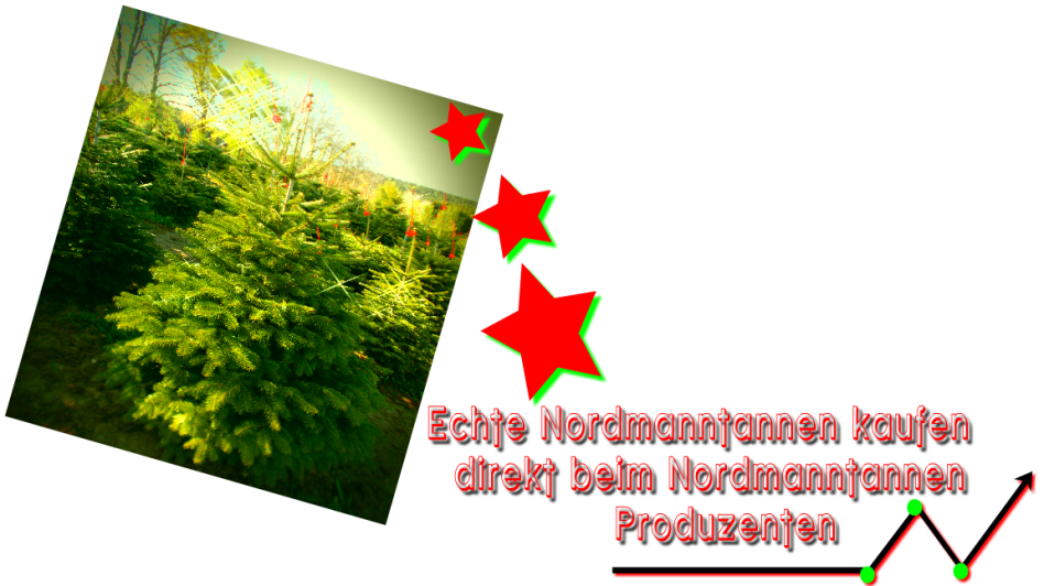echte Tannenbäume aus gesunden, nordischen Plantagen vom Weihnachtsbaum Produzenten: Weihnachtsbäume Holstein