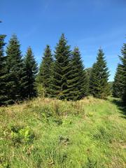 Tannenbäume in Übergröße direkt am Wald