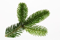 Bestes Astwerk: unsere Tannen verfügen über festes satt grünes Nadelwerk