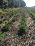 Angelegte Weihnachtsbaumplantage