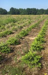 Angelegte Nordmanntannen-Plantage