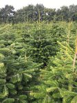 Kräftige Weihnachtsbaum Plantage