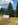 Top Tannen: Im Wald der Riesen