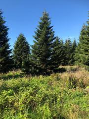 Natürlich gewachsene Nordmanntannen