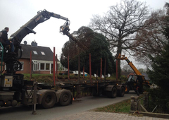 sicherer Großtannen Transport