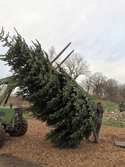 der riesen Weihnachtsbaum wird aufgestellt