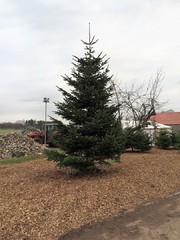 befestigte echte mittelgroßer Weihnachtsbäume kaufen