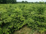 Schöne Nordmanntannen Plantage